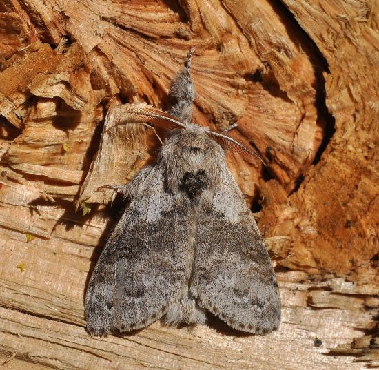 Calliteara pudibunda - Erebidae Lymantriinae