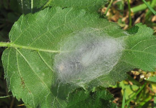 Due sfarfallamenti di Noctuidae:  Dypterygia scabriuscula e Macdunnoughia confusa