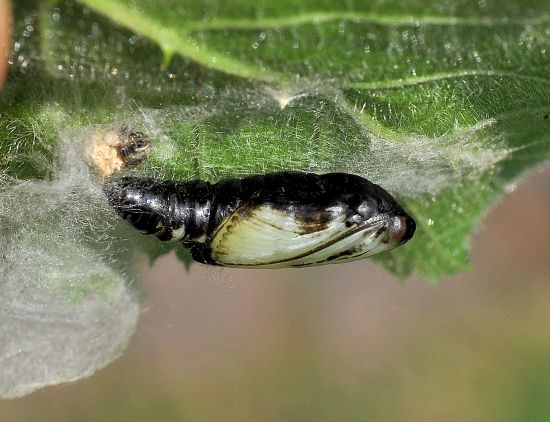 Due sfarfallamenti di Noctuidae:  Dypterygia scabriuscula e Macdunnoughia confusa