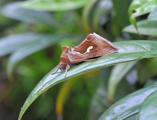 Due sfarfallamenti di Noctuidae:  Dypterygia scabriuscula e Macdunnoughia confusa