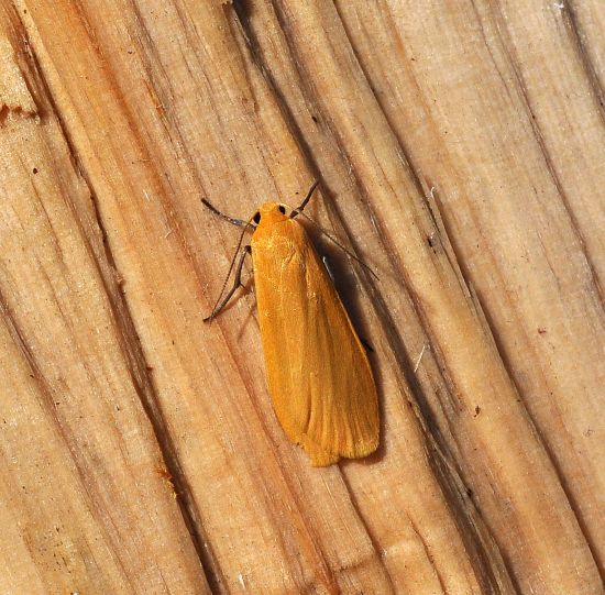 Eilema sorocula ?  S, Eilema sororcula (Erebidae Arctiinae)