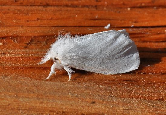 Erebidae Limantriinae: Euproctis chrysorhoea o similis?