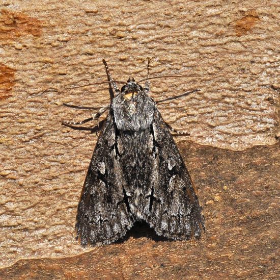 Acronicta cuspis?