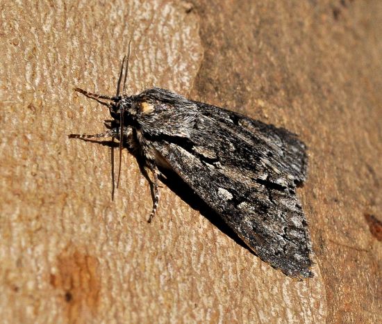 Acronicta cuspis?