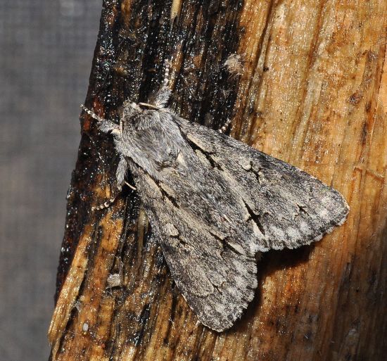 Acronicta cuspis?