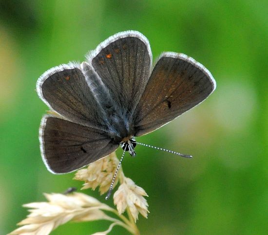 aiuto id. lycaenidae