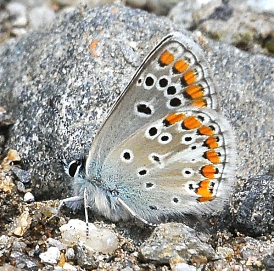 aiuto id. lycaenidae