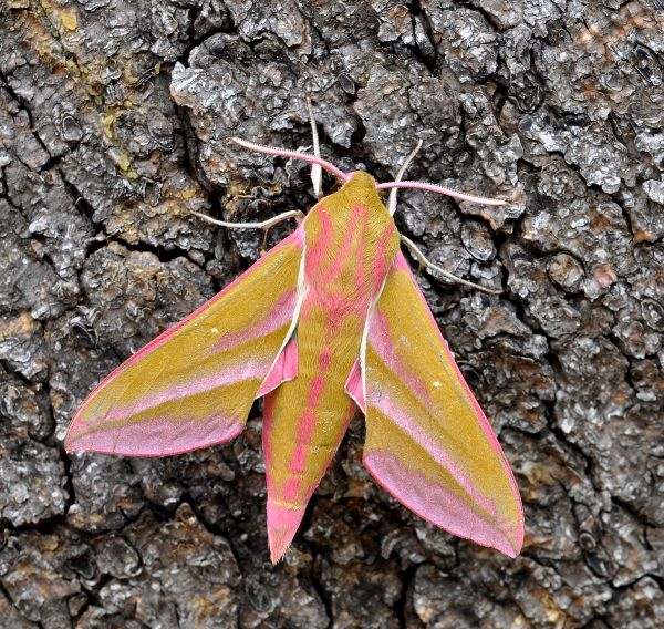 Deilephila elpenor (Sphingidae)