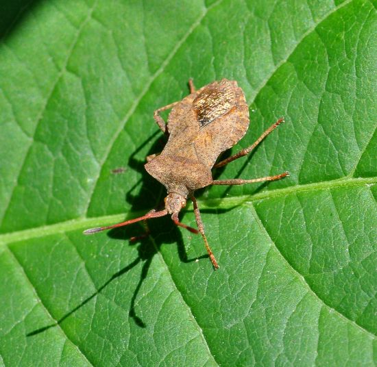 Coreidae: Coreus marginatus