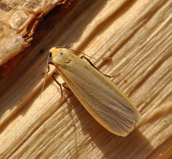 Eilema complana (Erebidae Arctiinae) ?