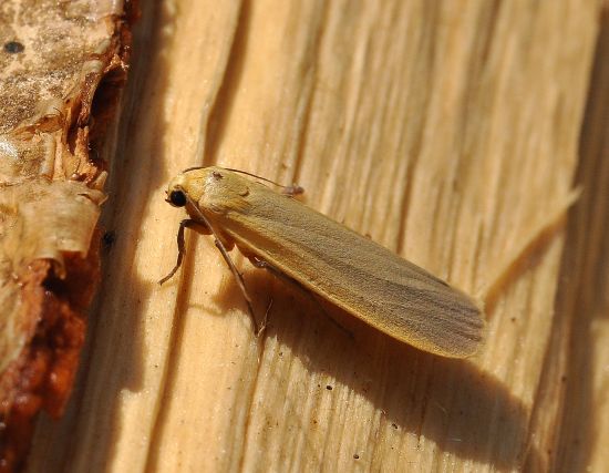 Eilema complana (Erebidae Arctiinae) ?