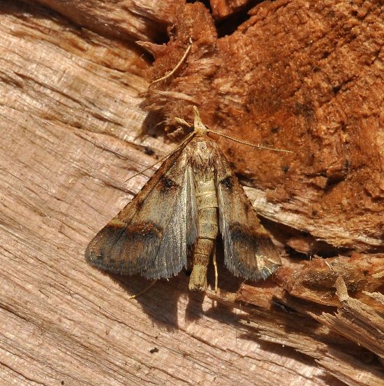 Stemmatophora brunnealis  - Pyralidae