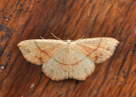 Cyclophora punctaria  geometridae