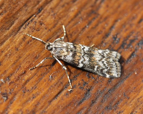 Pyralidae:  Dioryctria sylvestrella ?  S !