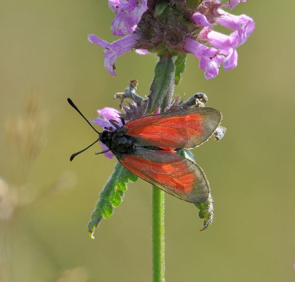 Zygaena purpuralis?  S !