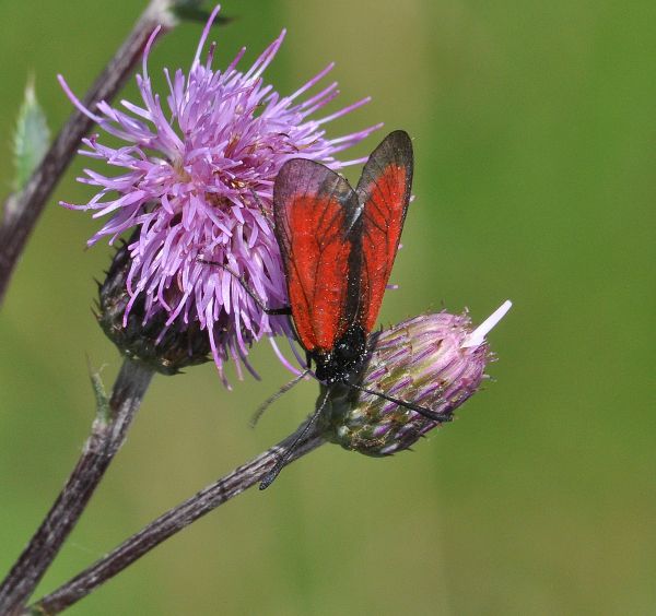 Zygaena purpuralis?  S !