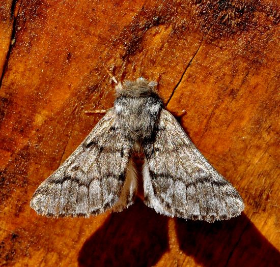 Notodontidae: Drymonia ruficornis,?  No, Thaumetopoea pityocampa