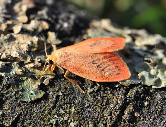 Miltochrista miniata (Erebidae Arctiinae)