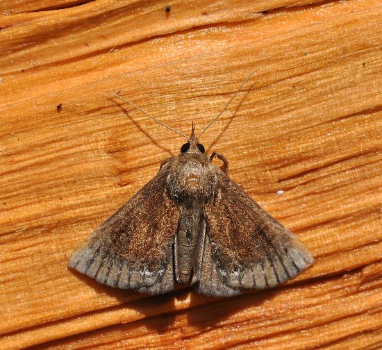 Hypena crassalis (Noctuidae) ?   S !