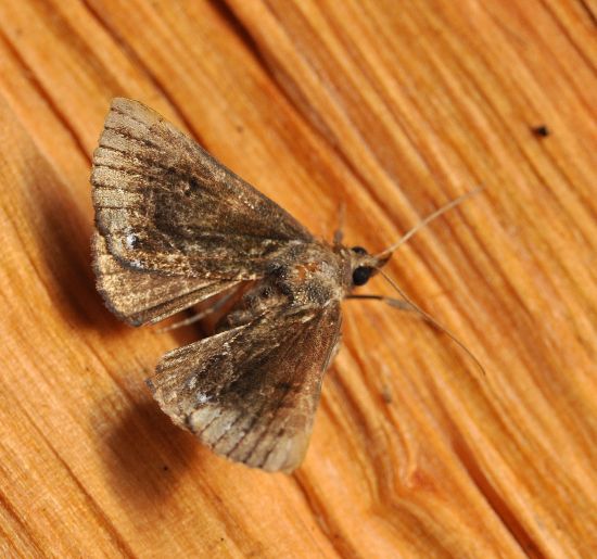 Hypena crassalis (Noctuidae) ?   S !