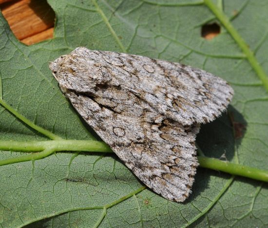 aiuto id. Acronicta? S, Acronicta aceris