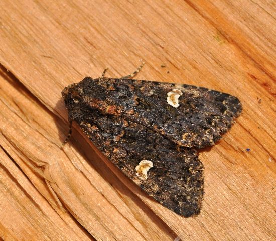 Melanchra persicariae (Noctuidae)