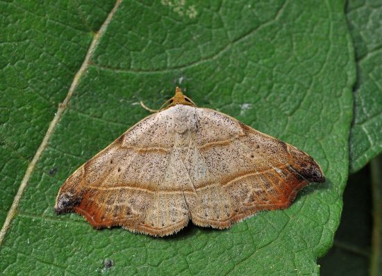 Laspeyria flexula noctuidae, catocalinae