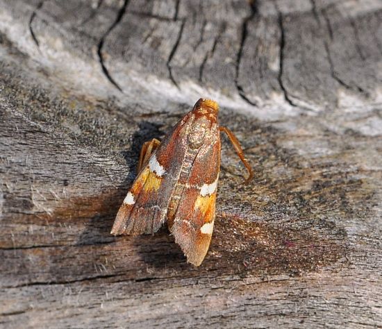 crambidae ? No,  Pyralidae - Pyralis regalis