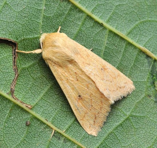 Mythimna vitellina Noctuidae