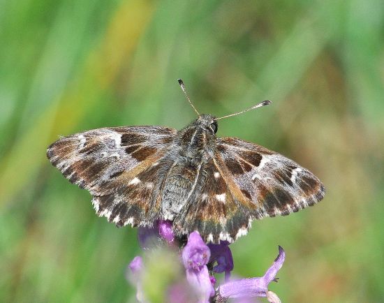 Hesperiidae: Carcharodus - ma quale?   Carcharodus flociferus