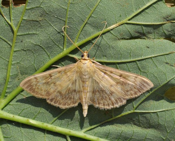 Ostrinia hyalinalis, crambidae ?