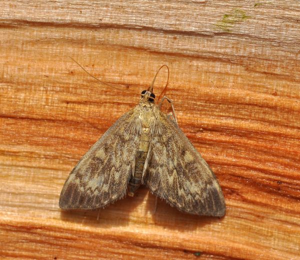 Anania lancealis, crambidae ? S