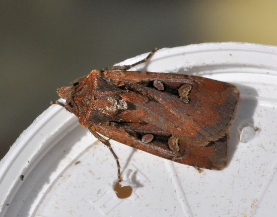 aiuto id. noctuidae