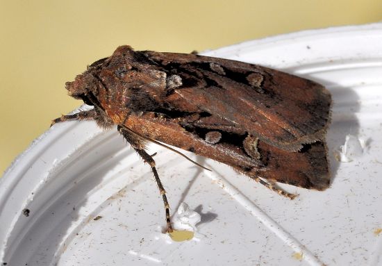 aiuto id. noctuidae