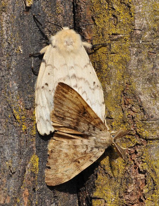 Lymantria dispar accoppiamento