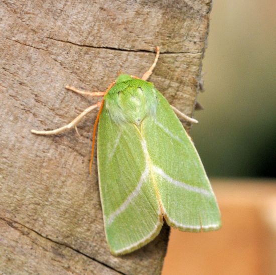 Pseudoips prasinanus, nolidae