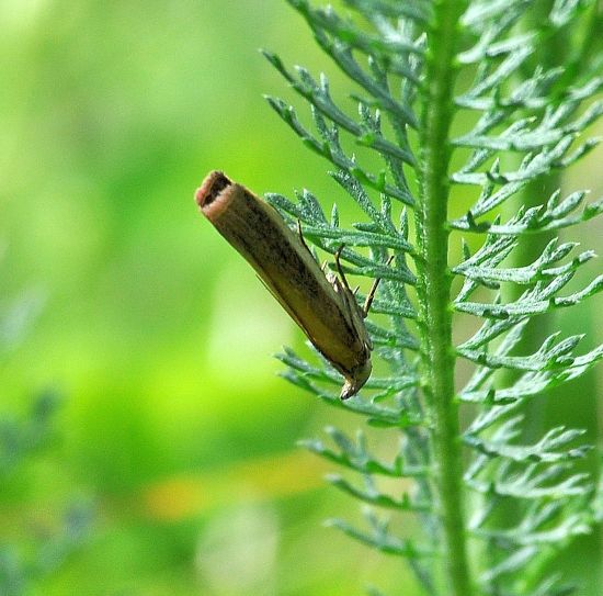 Aiuto id. Crambidae? No, Pyralidae: Oncocera semirubella