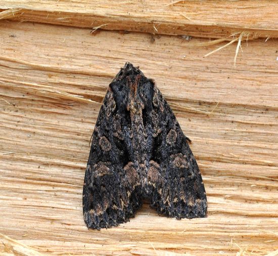 Mniotype satura, (Noctuidae)