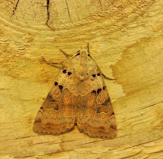 Eugnorisma depuncta, Noctuidae