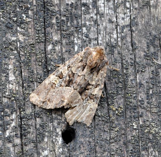 Missione impossibile? Mesapamea sp. - Noctuidae