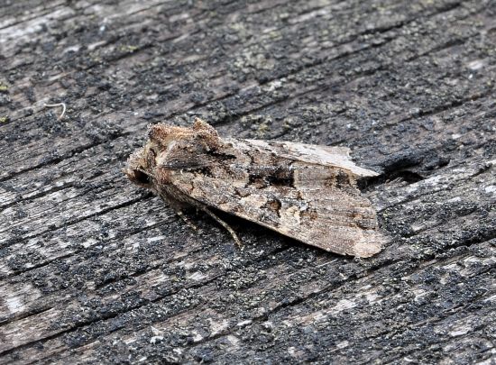 Missione impossibile? Mesapamea sp. - Noctuidae