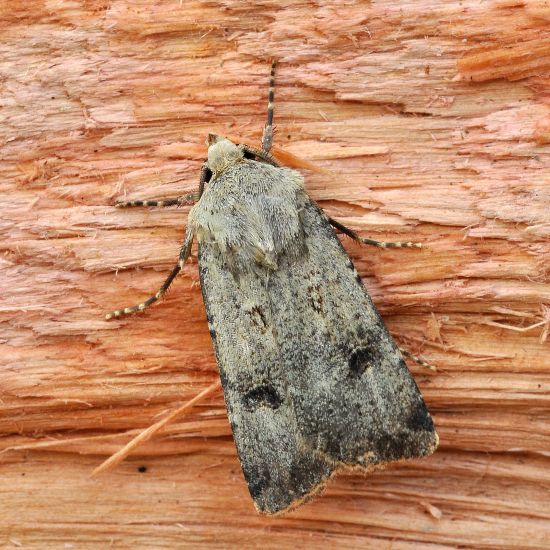 Agrotis trux, Noctuidae