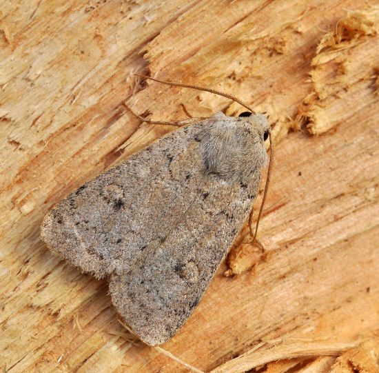 Xestia Castanea (Noctuidae)