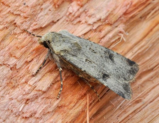 Agrotis trux, Noctuidae