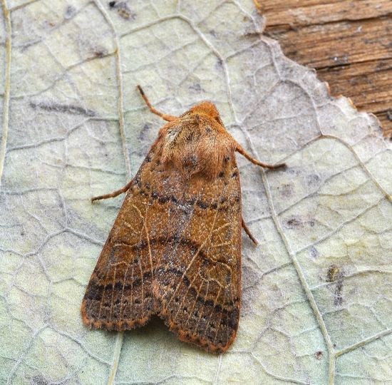 Agrochola nitida ?...  Agrochola pistacinoides