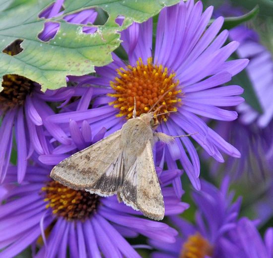 Heliothis armigera ? S, Helicoverpa armigera (= Heliothis armigera)