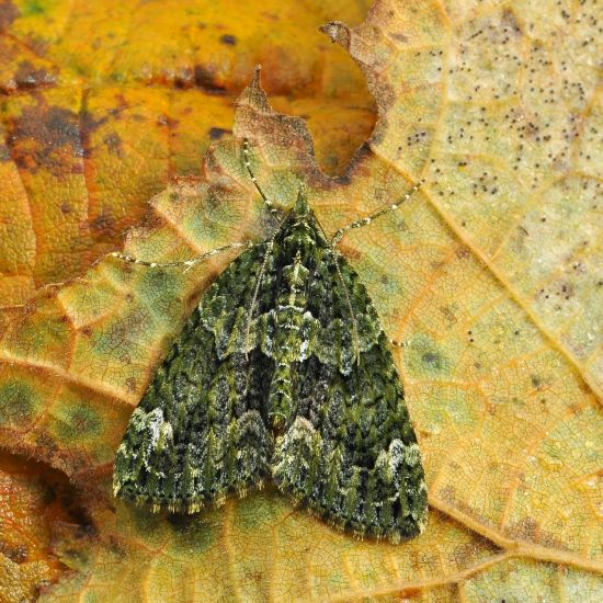 Chloroclysta siterata - Geometridae