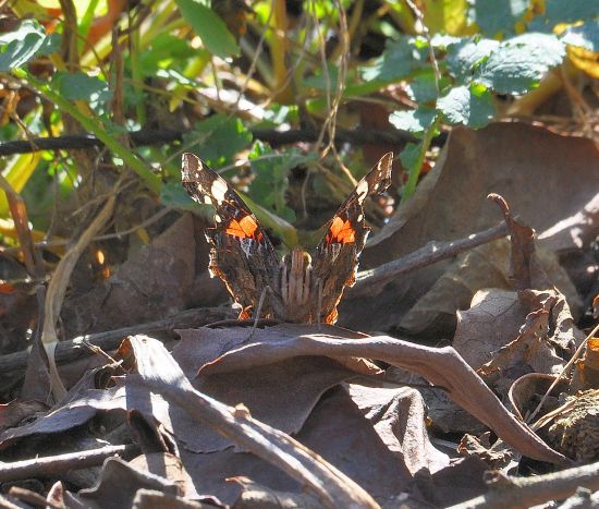 Vanessa atalanta