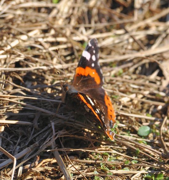 Vanessa atalanta