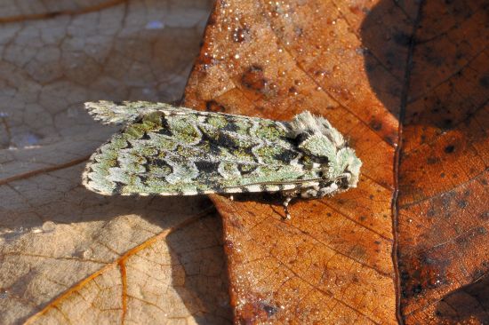 Griposia aprilina - Noctuidae